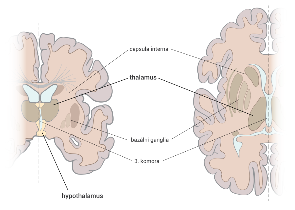 diencephalon