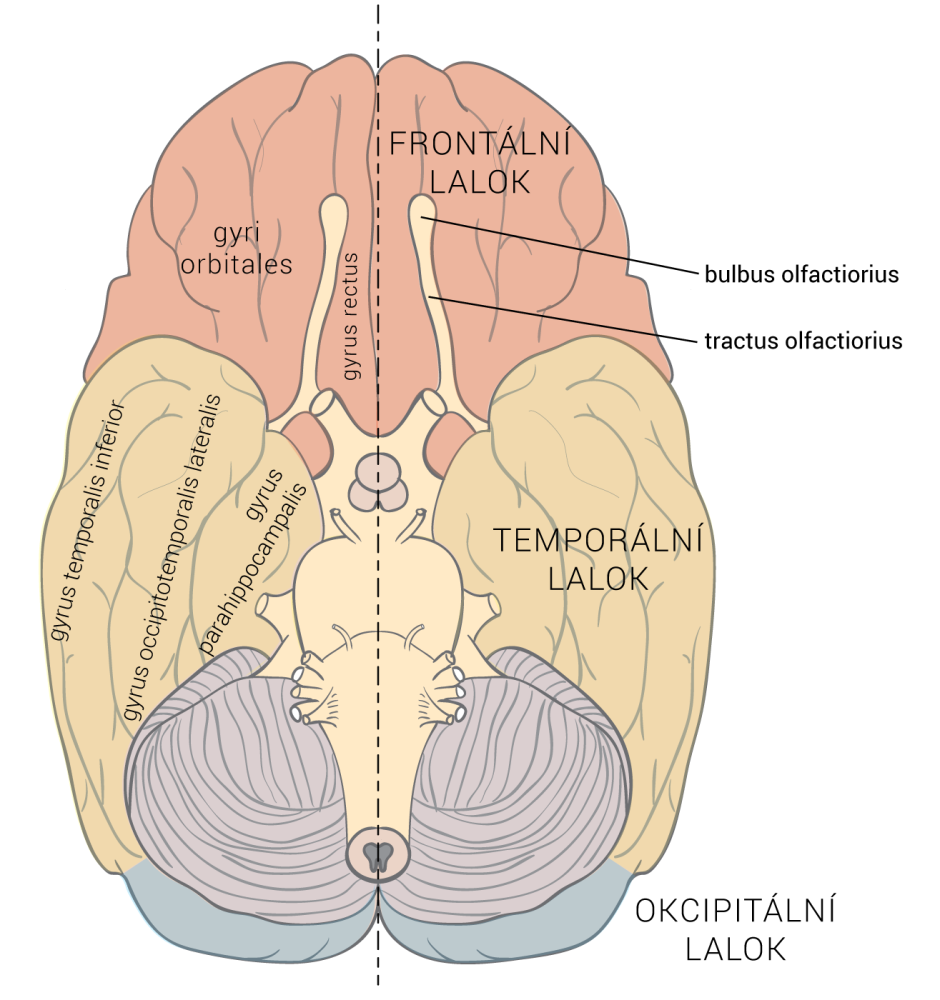 Obr. 3.2 Nejdůležitější závity mozkové kůry - ventrální pohled