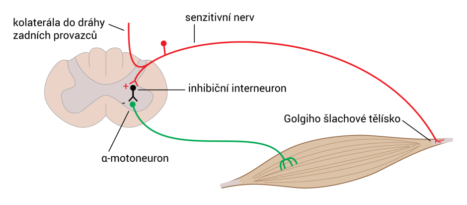 Šlachový reflex