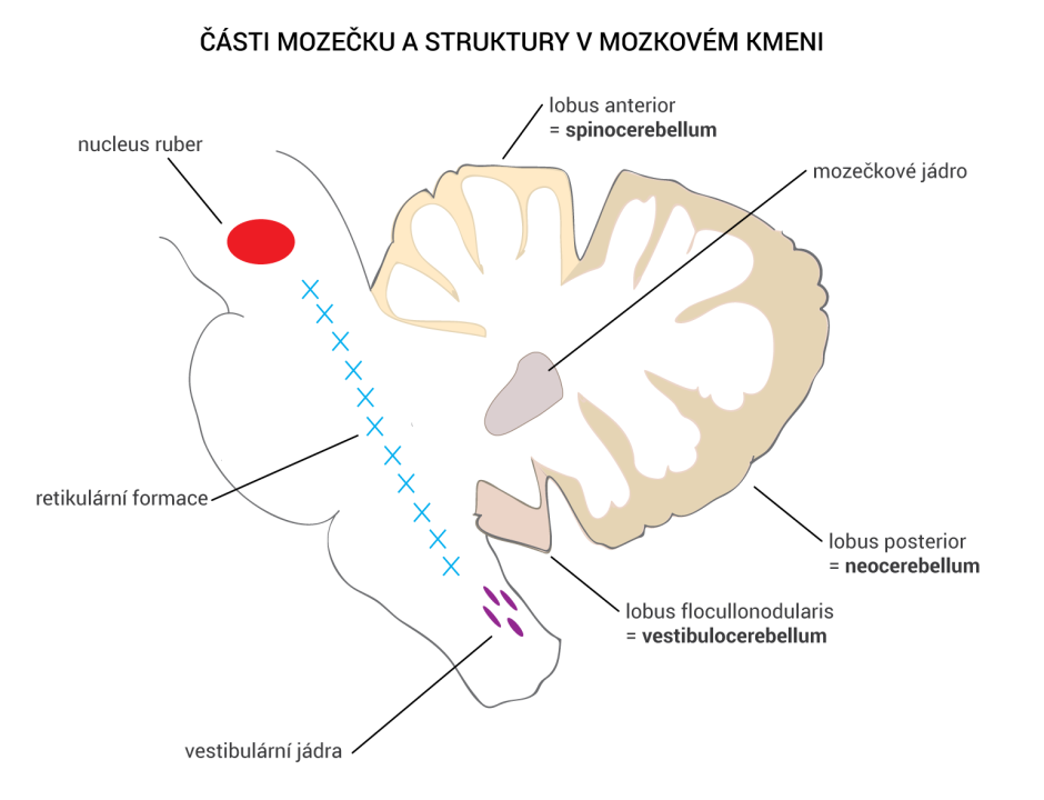 Části mozečeku a mozkový kmen