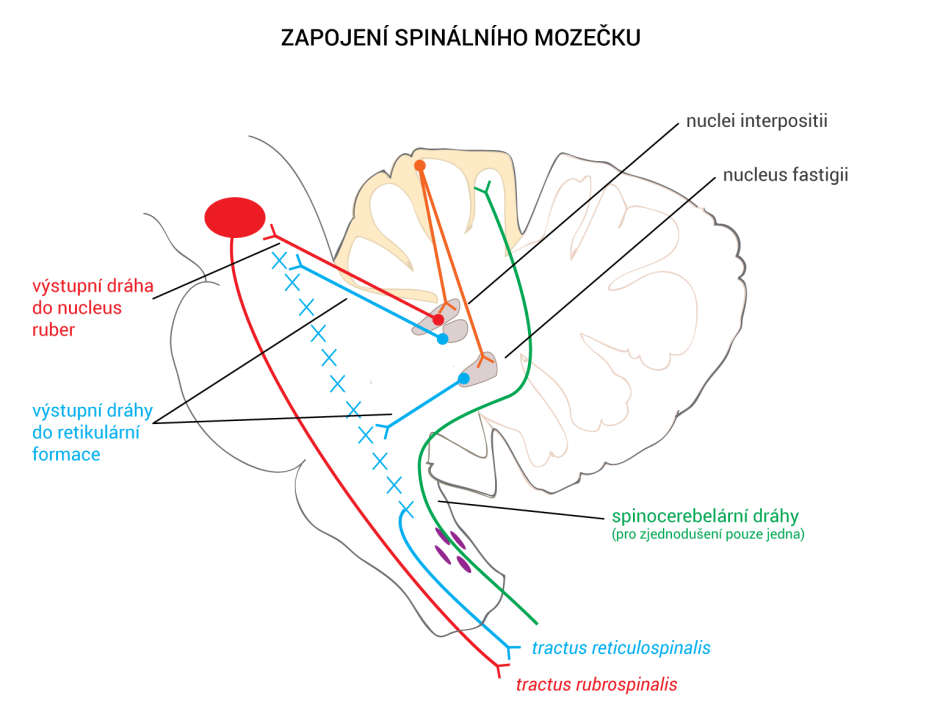 Zapojení spinocerebella