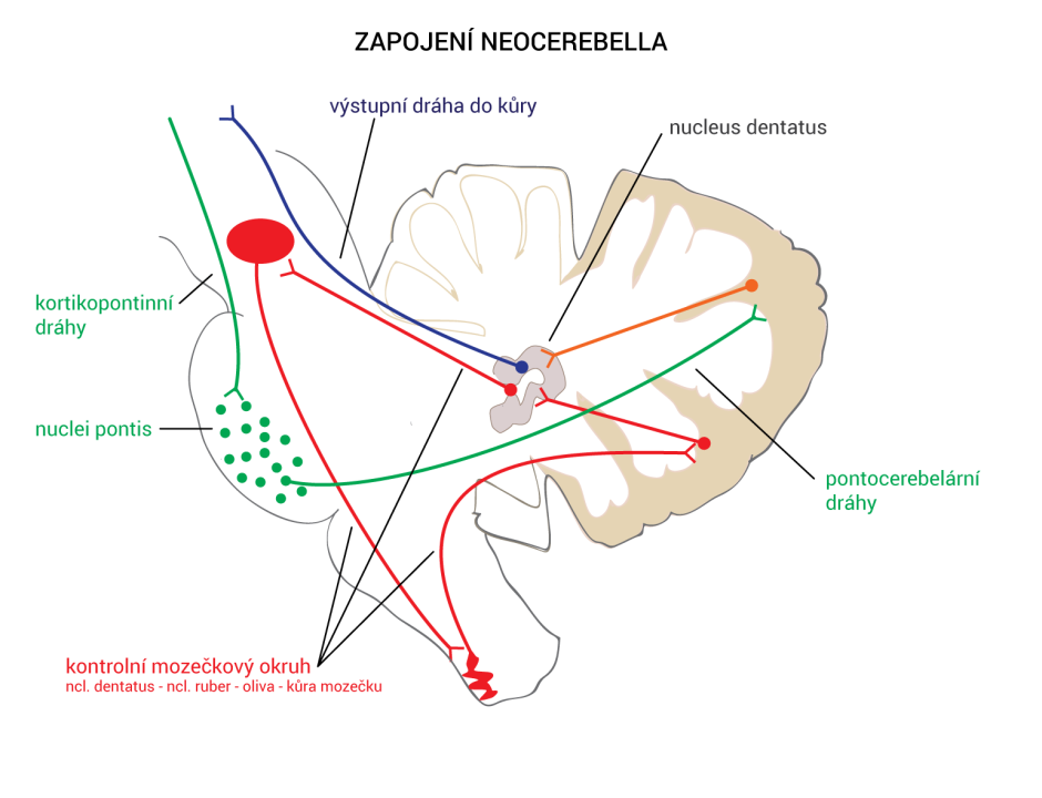 Zapojení neocerebella